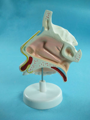 Anatomical Models, Anatomy Charts, Human Anatomy Model Manufacturer 